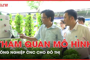 Tham quan mô hình nuôi mực lá, nuôi cá kết hợp trồng rau cho đô thị tại TP.HCM 