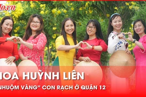 Hoa huỳnh liên 'nhuộm vàng' con rạch ở quận 12, nhiều người diện áo dài đến check-in