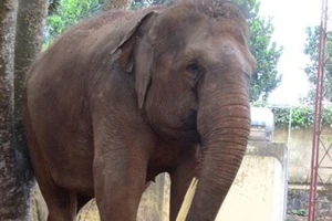 Hé lộ nguyên nhân voi đoàn xiếc quật chết cháu bé 12 tuổi
