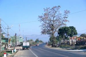 ​Nắn quốc lộ để giữ một cây cổ thụ