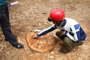 Trường học tự ý trảm cây cổ thụ chục năm tuổi