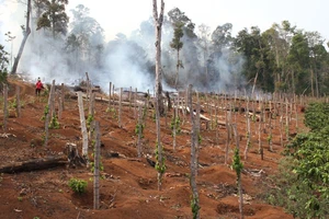 Đình chỉ công tác chủ tịch xã để mất rừng