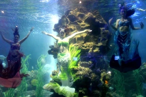 Chuyện thật về “ba nàng tiên cá”