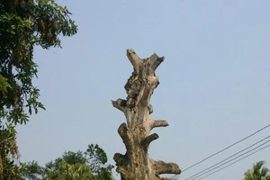Cây Di sản “bội thực” rồi chết sau khi được vinh danh
