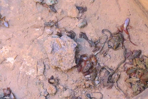 Nắng nóng khốc liệt, rắn rết cũng chết khô 