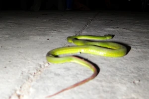 Rắn lục đuôi đỏ xuất hiện nhiều ven sông Sài Gòn