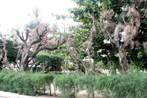 Cứu lấy hàng phi lao cổ thụ dọc bờ biển Nha Trang