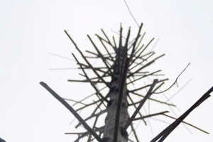 Hàng cây mỡ trên đường Nguyễn Chí Thanh - Hà Nội chết khô 