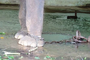 Tháo xích cho Voi ở vườn thú Hà Nội