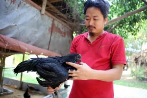 Gà 'Lamborgini' giá 50 triệu/con độc nhất Việt Nam