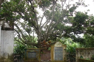 Ngắm 'cây vải tổ' được xác lập Kỷ lục Việt Nam 