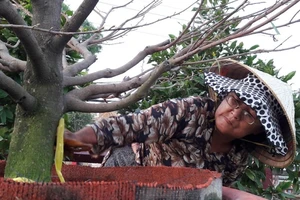 Nghe nghệ nhân bày cách chơi mai ngày tết