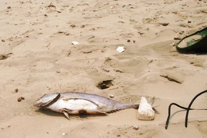 Cá biển tiếp tục chết, ngư dân Quảng Bình điêu đứng