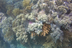 Ngỡ ngàng ngắm rạn san hô tuyệt đẹp ở đảo Hòn Mun 