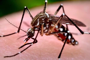 Phát hiện về muỗi vằn mang virus Zika lưu hành ở VN