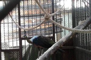 Thảo cầm viên Sài Gòn chờ người nhận lại chim công quý 