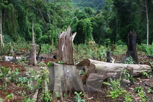 Khởi tố vụ phá rừng tại Khu Bảo tồn Nam Nung ở Đắk Nông