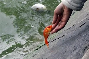 Phóng sinh như thế khác nào sát sinh?