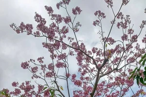 Đi chậm lại, nhìn kèn hồng đang trỗi hòa tấu 