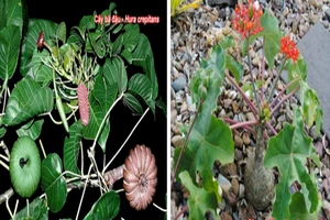 Nhầm lẫn 'chết người' giữa cây ngô đồng và vông đồng?