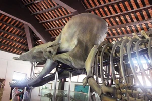 Ngắm bộ xương cá voi khủng trên đảo Phú Quý