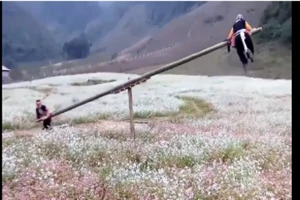 Clip đu quay bập bênh ở Mộc Châu lên báo nước ngoài