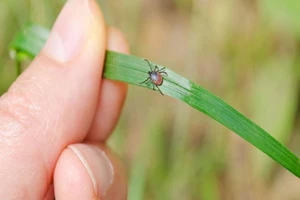 Bị viêm não tủy chỉ từ vết cắn của bọ ve