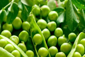 Những loại rau bổ dưỡng có khả năng chống ung thư