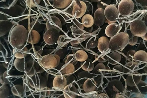 Trái xay vào thu: Ai có ghiền vị chua chua, ngọt ngọt 