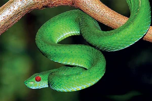 Tới mùa mưa lũ, nạn nhân bị rắn độc cắn tăng mạnh