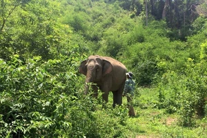 ‘Bà bầu’ voi nhà đầu tiên ở Đắk Lắk chuẩn bị vượt cạn