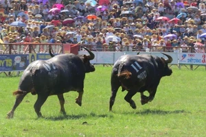 Hất văng đối thủ lên hàng rào bảo vệ, trâu 20 vô địch