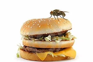 Điều gì xảy ra khi ruồi bám vào thức ăn?