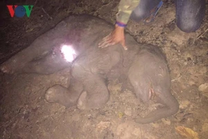 'Bà bầu' voi Ban Nang đã không thể mẹ tròn con vuông 