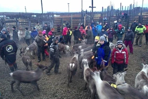 Học sinh Phần Lan theo chân tuần lộc học tích hợp 