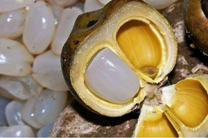 Hột đác - Món ăn dân dã khiến ai cũng phát sốt 