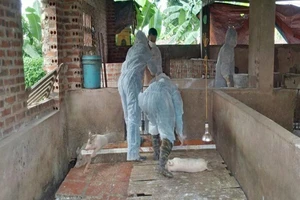 Phát hiện thêm 1 ổ dịch tả heo châu Phi