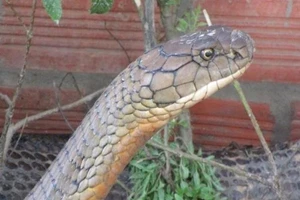 Chưa xác định cặp rắn khủng ở núi Cấm là rắn hổ mây 