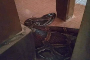 Chùa đóng chuồng nuôi giữ trăn 'khủng' vì sợ bị bắt mất