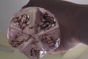 Kiến ba khoang đến mùa 'quậy tưng' ký túc xá