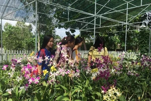 Ngắm khu vườn Đà Lạt trong khuôn viên trường Đại học ở Sài Gòn