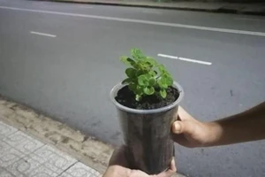 5 chai nhựa đổi chậu sen thơm và những nụ cười