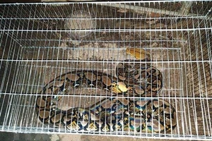 Người dân giao nộp con trăn gấm quý hiếm nặng 20 kg