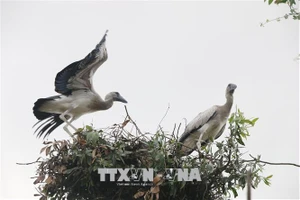 Cò nhạn quý hiếm xuất hiện tại lòng chảo Mường Thanh