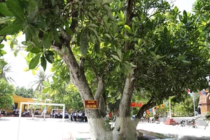 Trao bằng công nhận 4 cây di sản ở Trường Sa