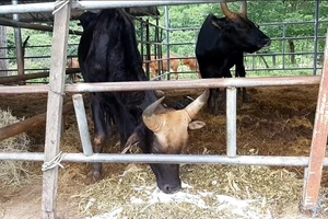 Khi đàn bò tót lai ở Ninh Thuận được đổi chủ 