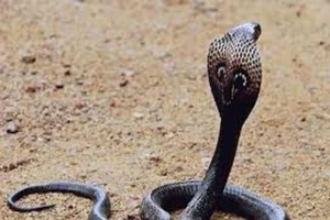 Rắn hổ mèo (Hình minh họa)