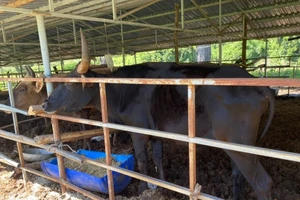 Đàn bò tót Phước Bình đang hồi sinh 