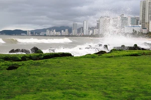 Ngắm rêu mướt xanh kỳ thú trên biển Nha Trang