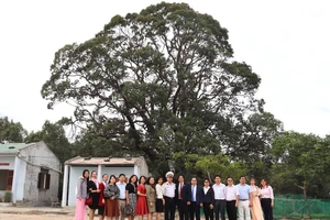 Công nhận cây chai lá cong ở Vùng 4 HQ là cây di sản Việt Nam